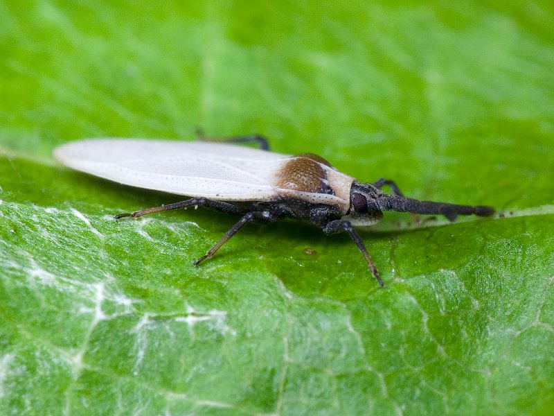 Catoplatus carthusianus (Goeze, 1778)